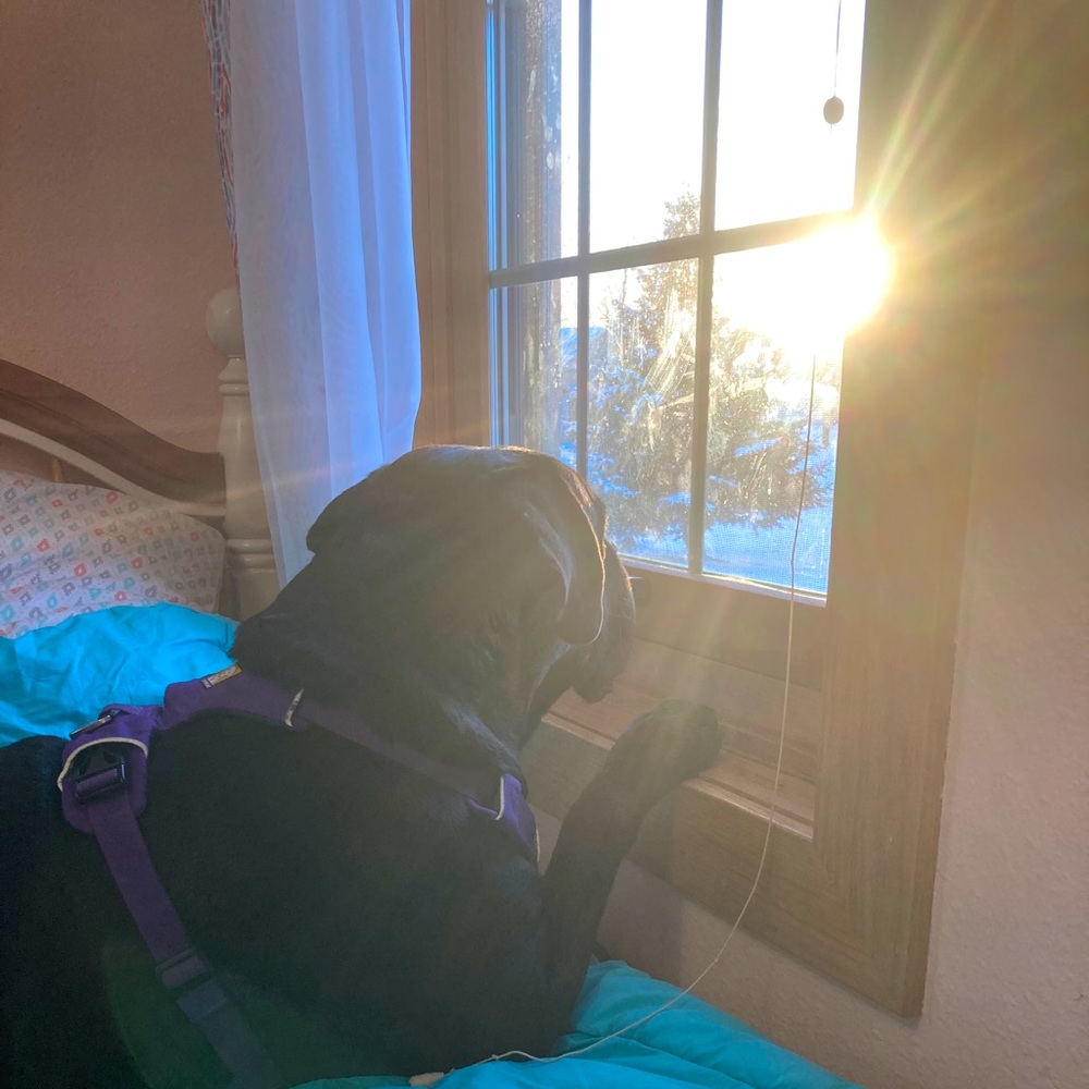 We are pet friendly!